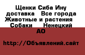 Щенки Сиба Ину доставка - Все города Животные и растения » Собаки   . Ненецкий АО